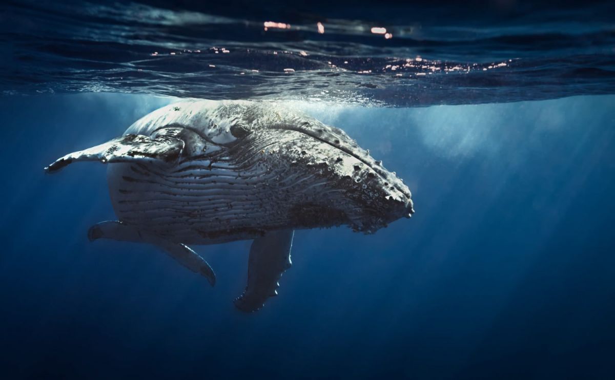 ¿Pueden las "ballenas" de Bitcoin hundir el mercado?