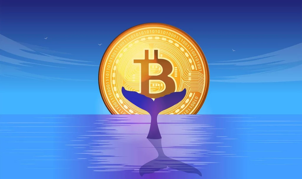 ¿Cuándo tocará fondo Bitcoin? 48 whale bitcoin sunset 1